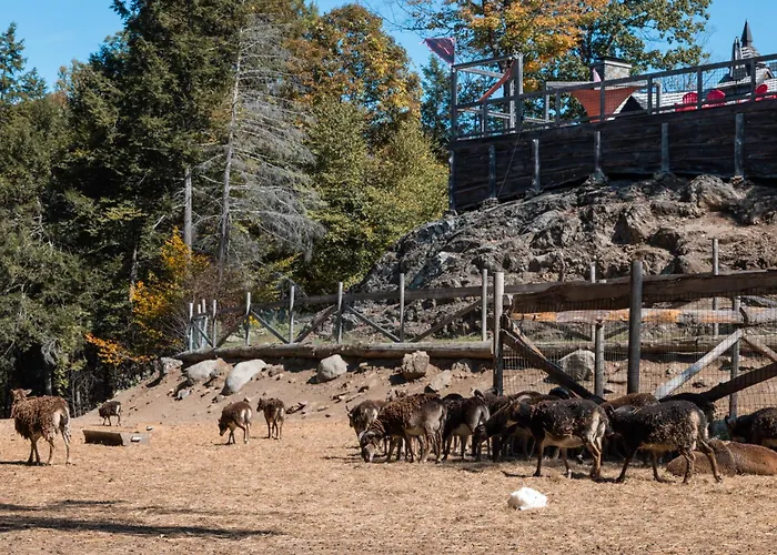 Vikings Villages Resort